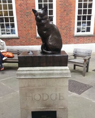 Hodge the cat