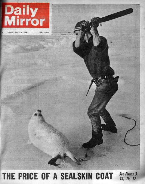 Daily Mirror Front Page March 1968 Kent Gavin Seal culling cull club canada 1968 elliot wagland greg bennett The Price of a Sealskin Coat